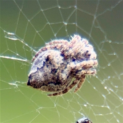 Socca pustulosa (Knobbled Orbweaver) at Hackett, ACT - 5 Oct 2025 by Hejor1