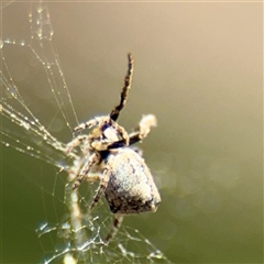 Socca pustulosa at Hackett, ACT - 5 Oct 2025 01:44 PM
