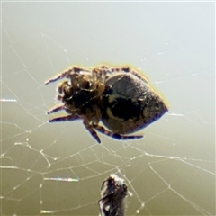 Socca pustulosa at Hackett, ACT - 5 Oct 2025 01:44 PM