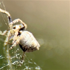 Socca pustulosa at Hackett, ACT - 5 Oct 2025 01:44 PM