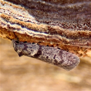 Oenochroa and Artiastis (genera) at Ainslie, ACT - Yesterday by Hejor1