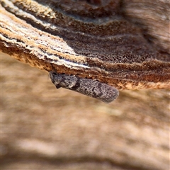 Oenochroa lactella at Ainslie, ACT - 5 Oct 2025 01:47 PM