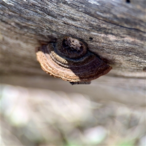 zz Polypore (shelf/hoof-like) at Ainslie, ACT - Yesterday by Hejor1