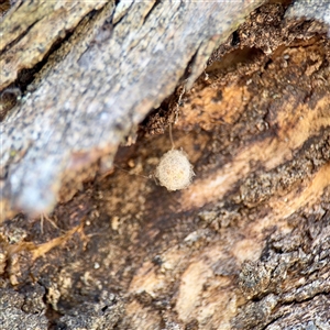 Australomimetus sp. (genus) at Hackett, ACT - Yesterday by Hejor1