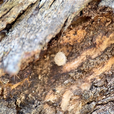 Australomimetus sp. (genus) (Unidentified Pirate spider) at Hackett, ACT - 5 Oct 2025 by Hejor1