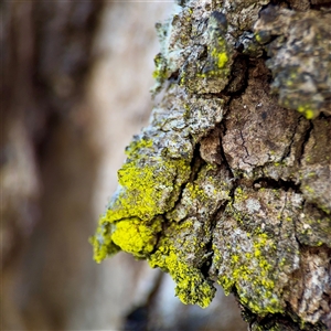 Chrysothrix sp. (genus) at Hackett, ACT - Yesterday by Hejor1