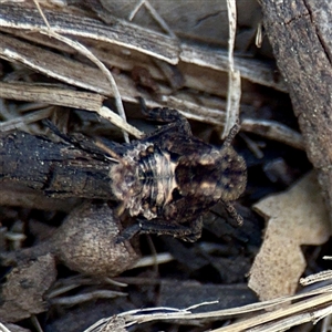 Platybrachys sp. (genus) at Ainslie, ACT - Yesterday by Hejor1