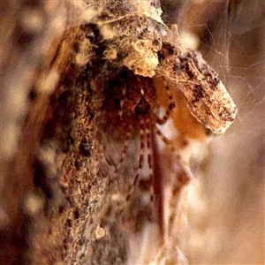 Cryptachaea veruculata at Ainslie, ACT - Yesterday by Hejor1