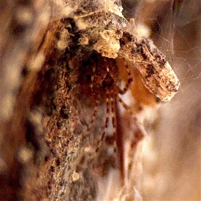 Cryptachaea veruculata (Diamondback comb-footed spider) at Ainslie, ACT - 5 Oct 2025 by Hejor1