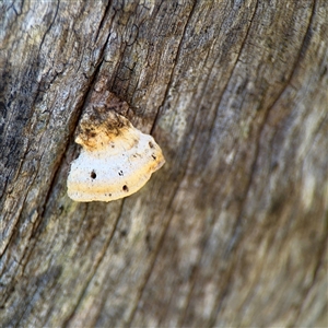zz Polypore (shelf/hoof-like) at Hackett, ACT - Yesterday by Hejor1