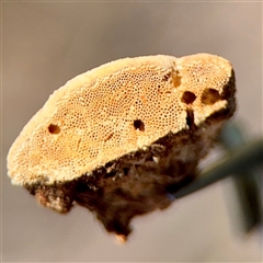Truncospora ochroleuca at Hackett, ACT - 5 Oct 2025 02:05 PM