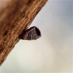 Cryptocephalinae (sub-family) (A case-bearing leaf beetle) at Hackett, ACT - 5 Oct 2025 by Hejor1