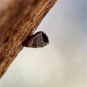 Cryptocephalinae (sub-family) at Hackett, ACT - Yesterday by Hejor1