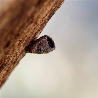 Cryptocephalinae (sub-family) (A case-bearing leaf beetle) at Hackett, ACT - 5 Oct 2025 by Hejor1