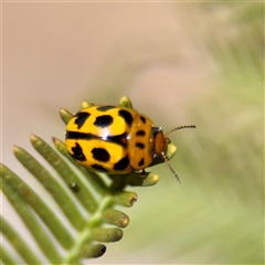 Peltoschema oceanica (Oceanica leaf beetle) at Hackett, ACT - 5 Oct 2025 by Hejor1