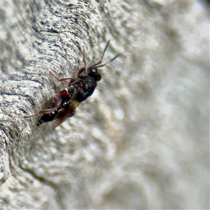 Antrocephalus sp. at Ainslie, ACT - Yesterday by Hejor1