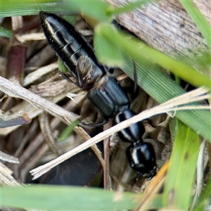 Thyreocephalus sp. (genus) at Ainslie, ACT - Yesterday by Hejor1