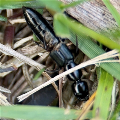 Thyreocephalus sp. (genus) (Rove beetle) at Ainslie, ACT - 5 Oct 2025 by Hejor1