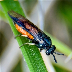 Lophyrotoma analis (Sawfly, Dock Sawfly) at Ainslie, ACT - 5 Oct 2025 by Hejor1