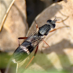 Ectinorhynchus sp. (genus) (A Stiletto Fly) at Ainslie, ACT - 5 Oct 2025 by Hejor1