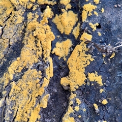 zzz puzzles on wood at Hackett, ACT - 5 Oct 2025 02:30 PM