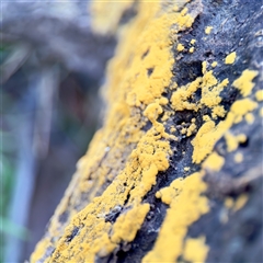 zzz puzzles on wood at Hackett, ACT - 5 Oct 2025 02:30 PM