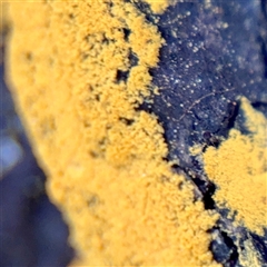 zzz puzzles on wood at Hackett, ACT - 5 Oct 2025 02:30 PM