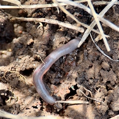 Oligochaeta (class) (Unidentified earthworm) at Hackett, ACT - 5 Oct 2025 by Hejor1