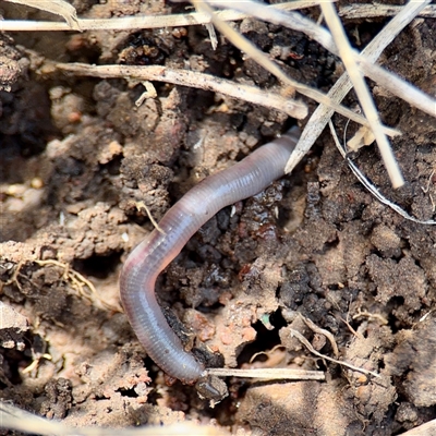 Oligochaeta (class) (Unidentified earthworm) at Hackett, ACT - 5 Oct 2025 by Hejor1