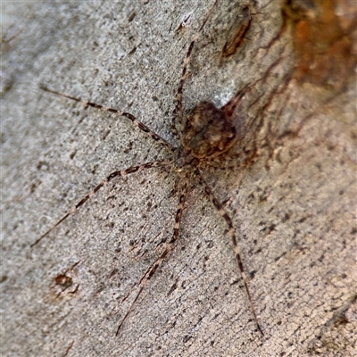 Tamopsis sp. (genus) (Two-tailed spider) at Hackett, ACT - 5 Oct 2025 by Hejor1