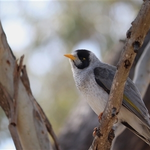 Manorina melanocephala at Watson, ACT - Yesterday by rhyshardy