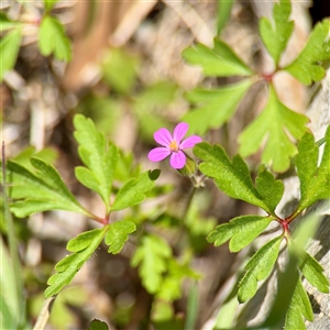 Geranium (genus) at Hackett, ACT - Yesterday by Hejor1