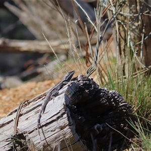 Pogona barbata at Watson, ACT - Yesterday by rhyshardy