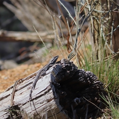 Amphibolurus muricatus (Jacky Lizard) at Watson, ACT - 5 Oct 2025 by rhyshardy