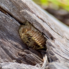 Pseudomantis (genus) at Ainslie, ACT - 5 Oct 2025 by Hejor1