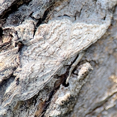 Phelotis cognata (Long-fringed Bark Moth) at Ainslie, ACT - 5 Oct 2025 by Hejor1