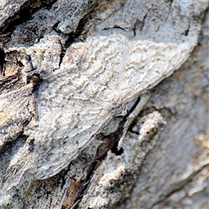 Phelotis cognata (Long-fringed Bark Moth) at Ainslie, ACT - Yesterday by Hejor1