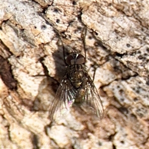 Helina sp. (genus) at Hackett, ACT - Yesterday by Hejor1
