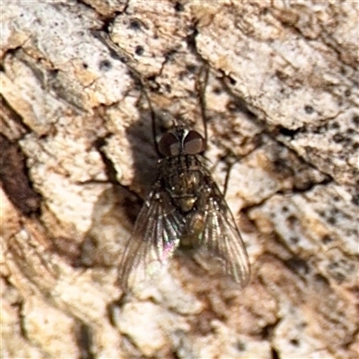 Muscidae (family) (Unidentified muscid fly) at Hackett, ACT - 5 Oct 2025 by Hejor1