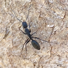 Camponotus sp. (genus) (A sugar ant) at Ainslie, ACT - 5 Oct 2025 by Hejor1
