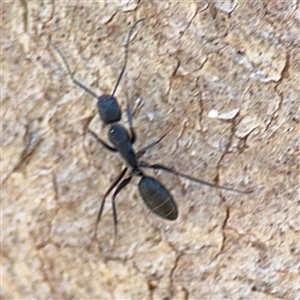 Camponotus sp. (genus) at Ainslie, ACT - Yesterday by Hejor1