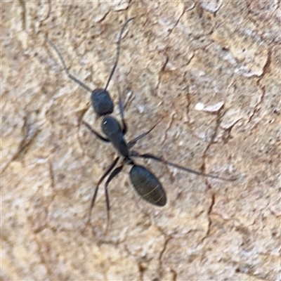 Camponotus sp. (genus) (A sugar ant) at Ainslie, ACT - 5 Oct 2025 by Hejor1