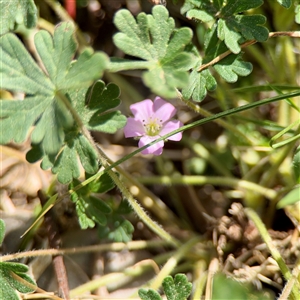 Geranium solanderi at Ainslie, ACT - Yesterday by Hejor1