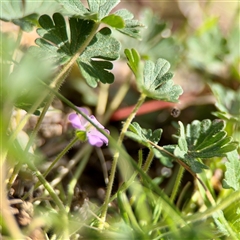Geranium solanderi var. solanderi at Ainslie, ACT - 5 Oct 2025 02:58 PM