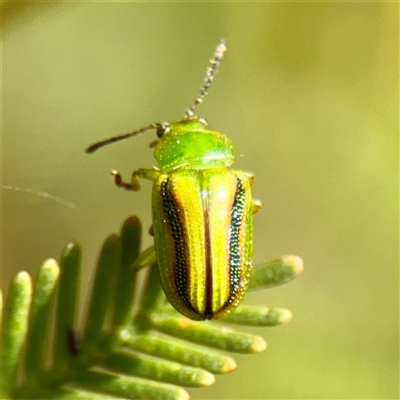 Calomela juncta (Leaf beetle) at Ainslie, ACT - 5 Oct 2025 by Hejor1