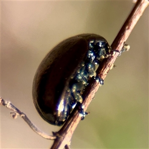 Chrysolina quadrigemina at Ainslie, ACT - Yesterday by Hejor1