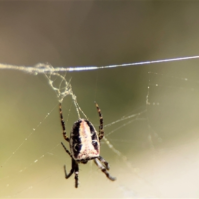 Cyrtophora moluccensis at Ainslie, ACT - 5 Oct 2025 by Hejor1