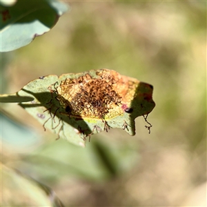 Hypertrophidae (family) (Unidentified Twig Moth) at Ainslie, ACT - Yesterday by Hejor1