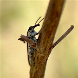 Rhinotia sp. (genus) at Ainslie, ACT - Yesterday by Hejor1