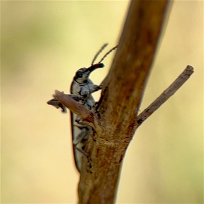 Rhinotia sp. (genus) (Unidentified Rhinotia weevil) at Ainslie, ACT - 5 Oct 2025 by Hejor1